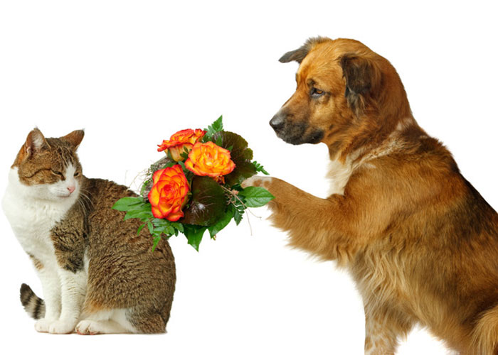 photo of a dog bringing flowers to a cat for forgiveness